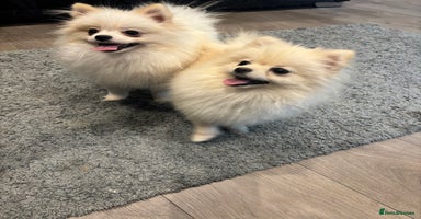 Pomeranian dogs - Advert 14