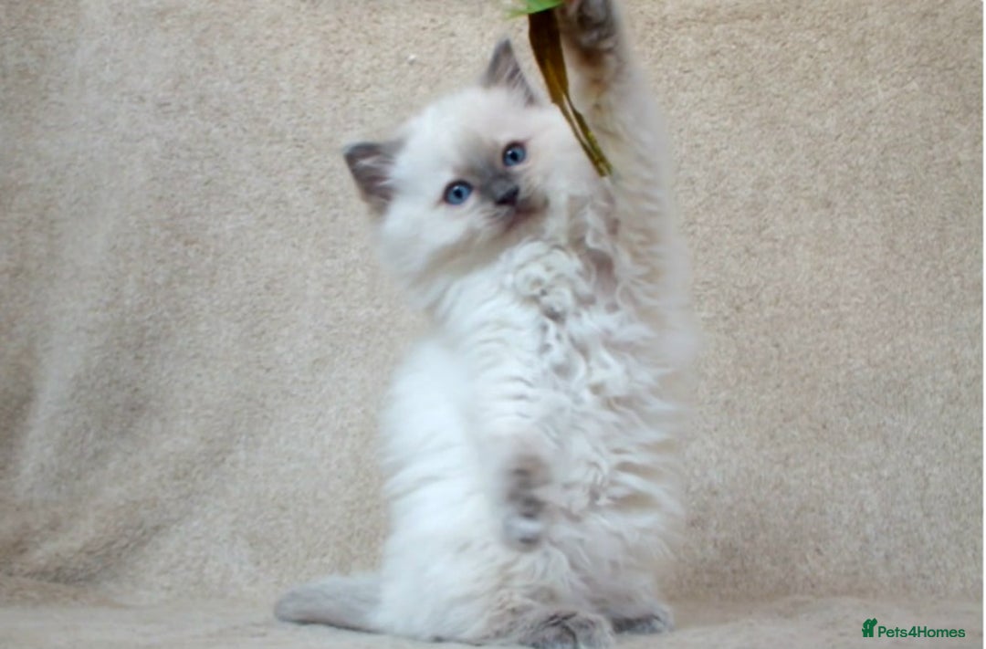 Ragdoll cats for sale: GCCF PET/ACTIVE KITTENS CHAMPION IMP BLOODLINES - Image 18