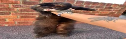 Ferret rodents for sale: Full and Semi pedigree angora babies To reserve in Gravesend - Advert 6