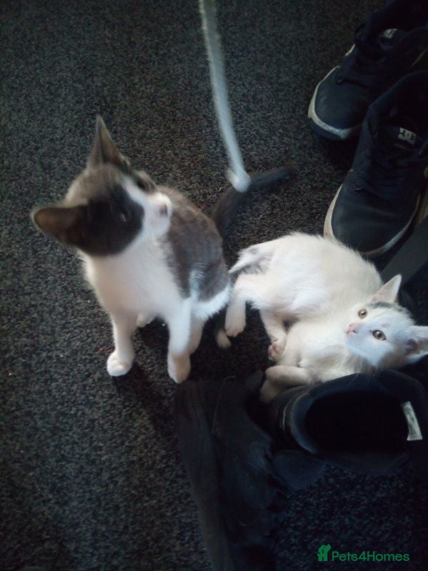 Mixed Breed cats Kittens - Advert 1
