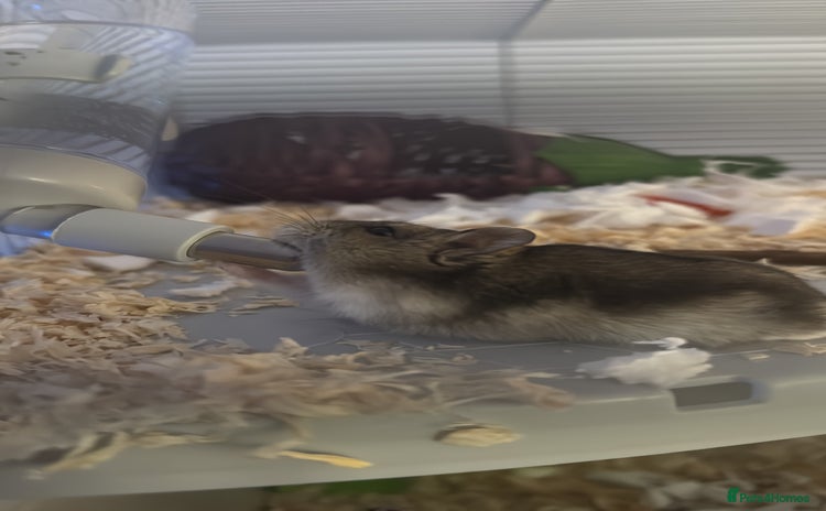 Hamster rodents - Advert 5