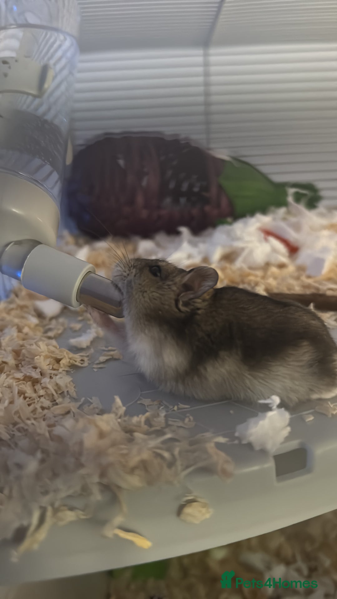 Hamster rodents for sale: Young male Russian dwarf hamster and cage - Image 1
