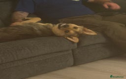 Mixed Breed dogs for adoption: Efa 🐾 - Image 3