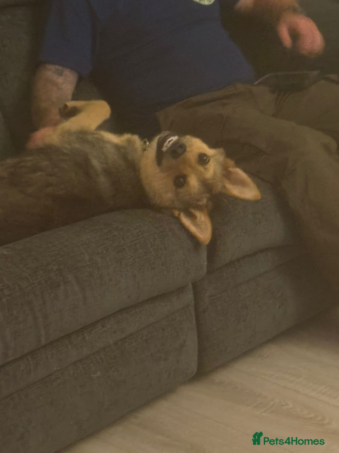 Mixed Breed dogs for adoption: Efa 🐾 - Image 3