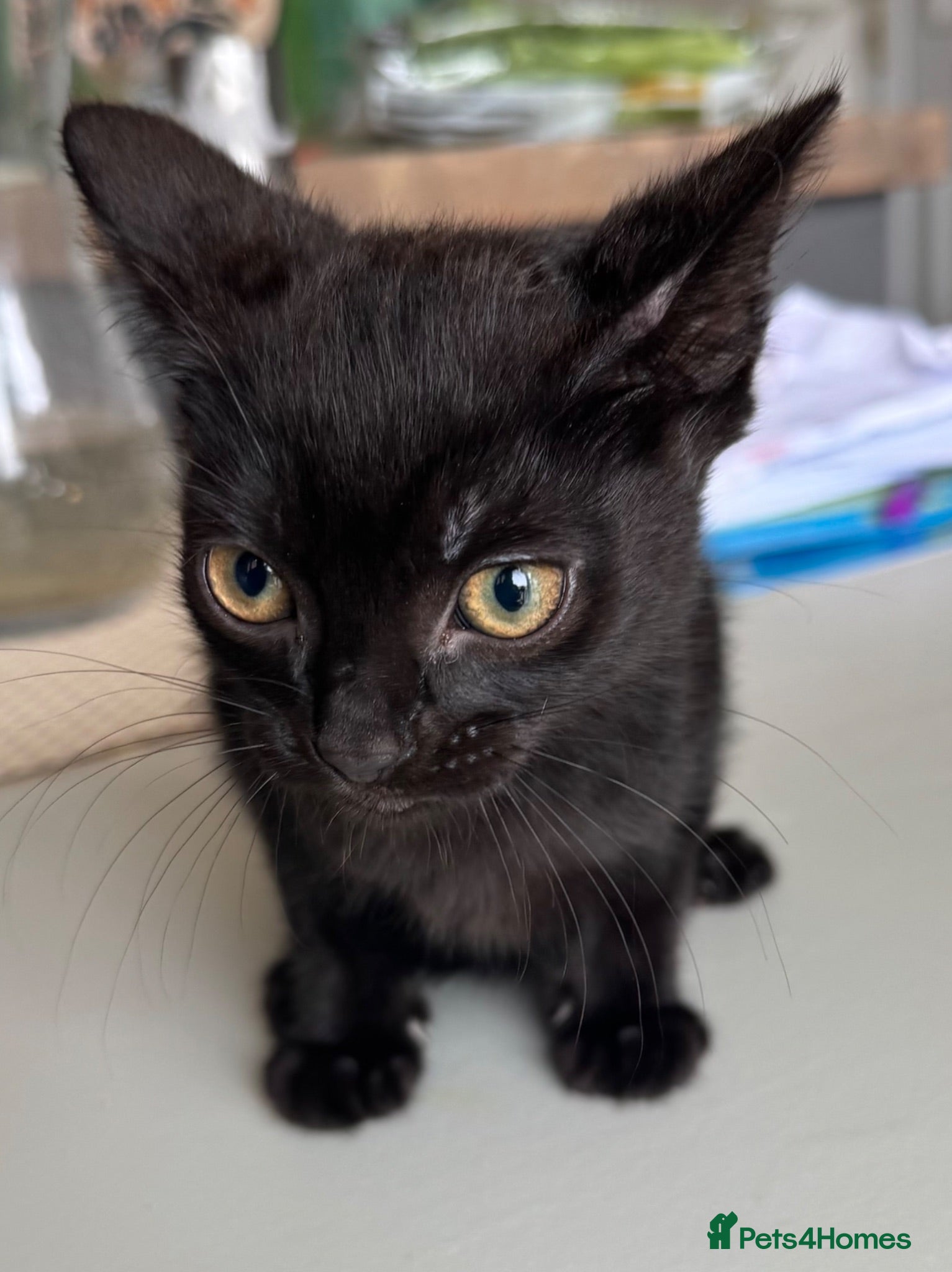 Mixed Breed cats 4 Beautiful 12 Week Old Kittens Ready to Collect  - Advert 9