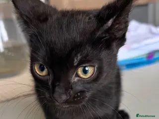 Mixed Breed cats 4 Beautiful 13 Week Old Kittens Ready to Collect - Advert 1