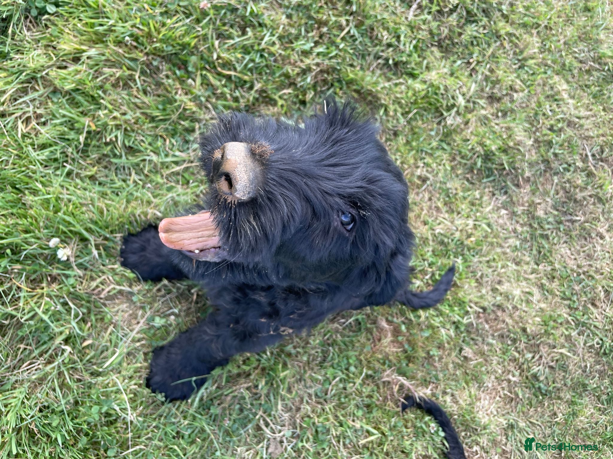 Russian Black Terrier dogs Russian Black Terrier Pups for Sale - Advert 2