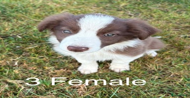 Welsh Collie dogs - Advert 6
