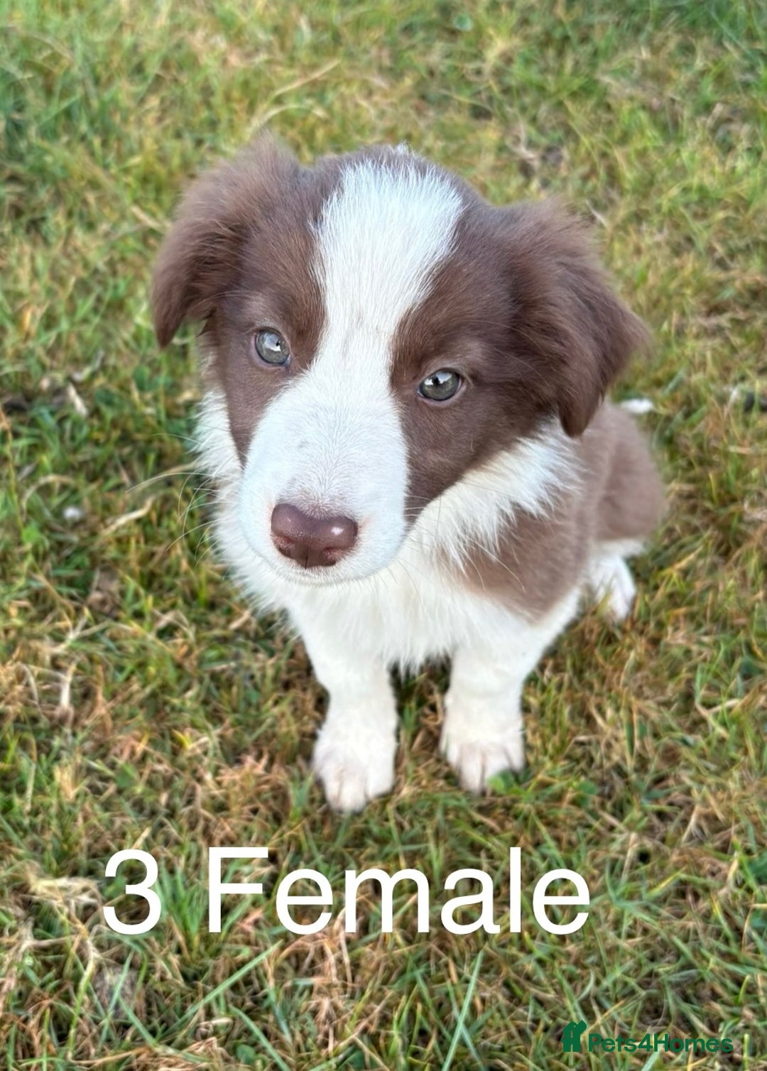 Welsh Collie dogs for sale: Stunning Welsh Border Collie Puppies – Rare Colour - Image 3