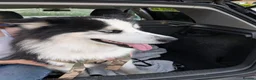 Siberian Husky dogs for sale: Husky Ready For A New Home in Wisbech - Advert 3