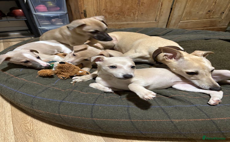 Whippet dogs - Advert 1