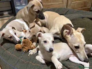 Whippet dogs - Advert 23