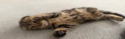 Scottish Fold cats for sale: Scottish Fold Kittens for Sale - Advert 4