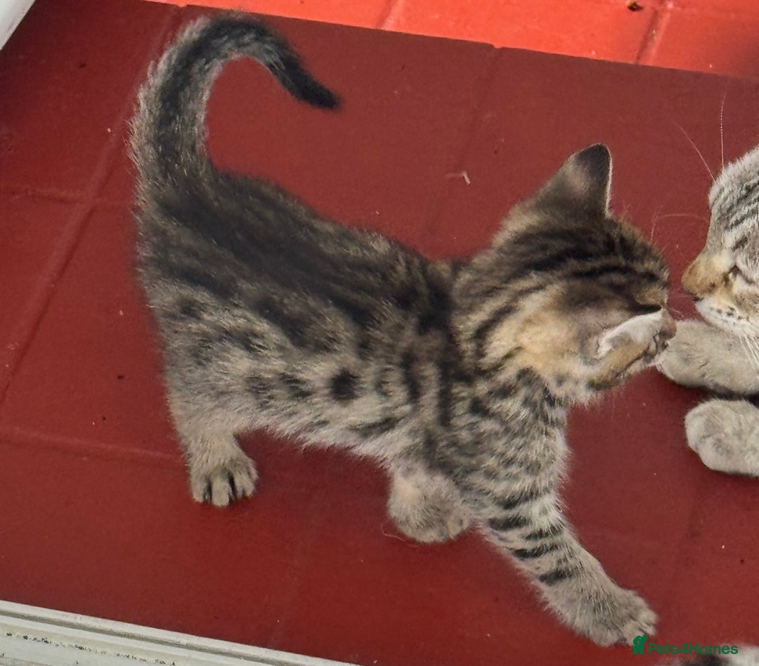 Bengal cats for sale: MARBLED & Spotted BENGALS TiCA Reg 1 kitten left  - Image 12