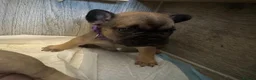 French Bulldog dogs for sale:  🐾 STUNNING KC REG FRENCH BULLDOG PUPPIES  in Livingston - Advert 19