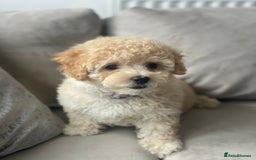 Poochon dogs for sale: Stunning litter - Image 25