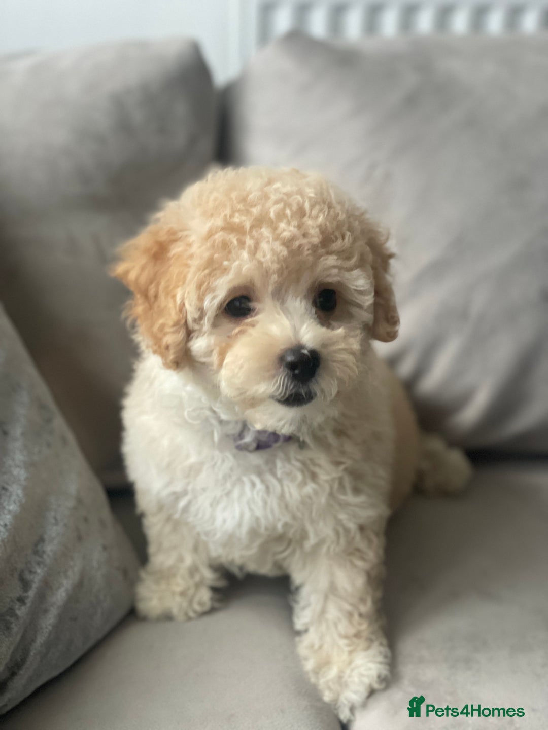 Poochon dogs for sale: Stunning litter - Image 25