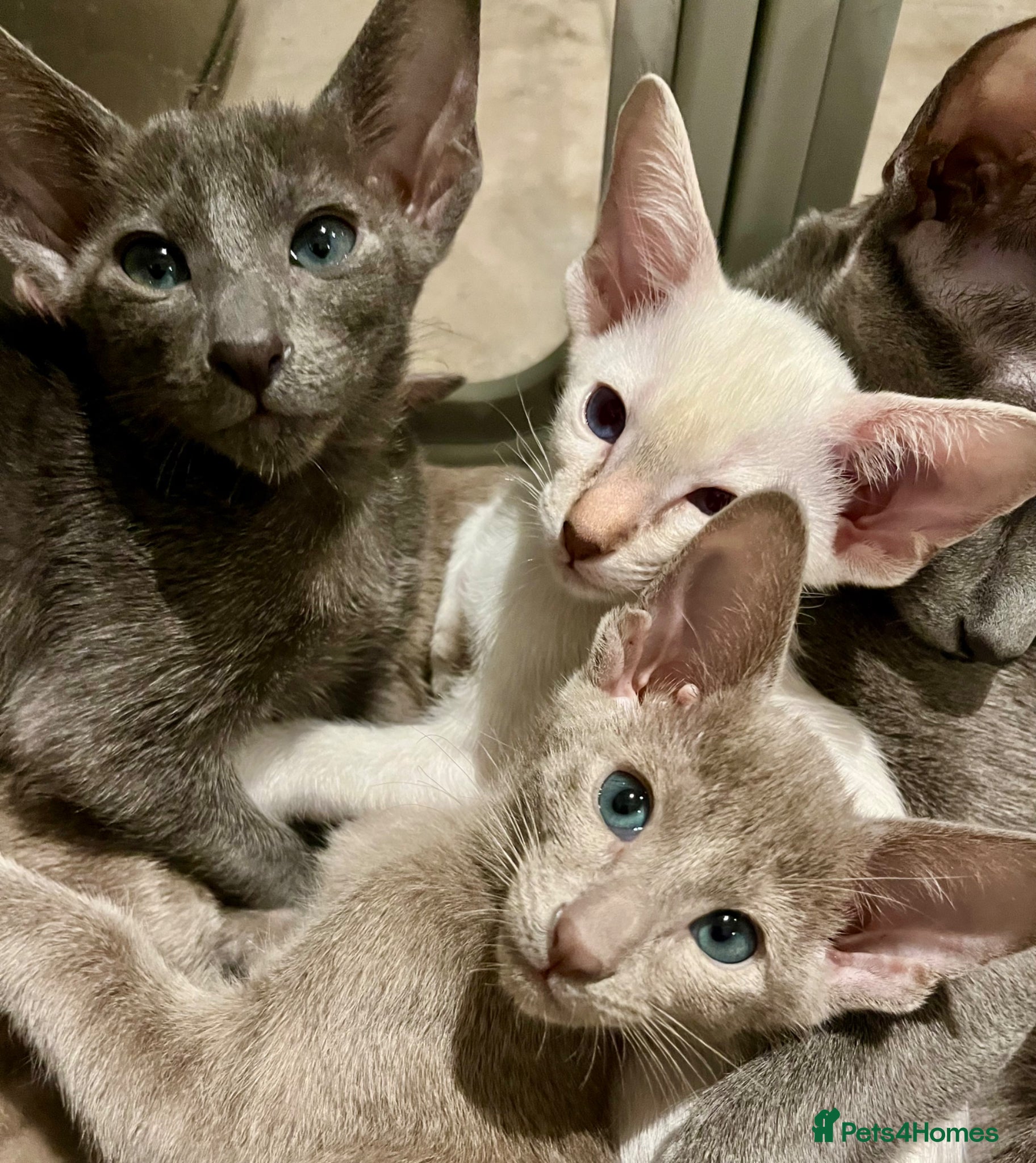 Oriental cats for sale: Supreme pedigree GCCF registered oriental kittens - Advert 13