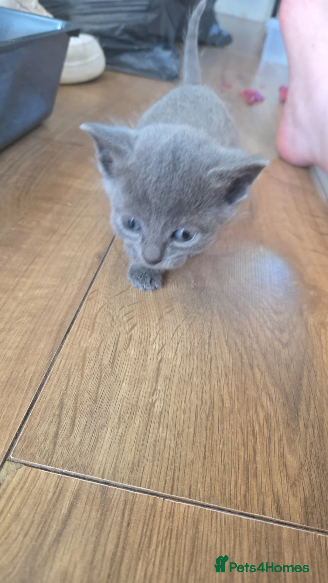 Mixed Breed cats for sale: Beautiful kittens for sale. Due to leave 19.6 - Advert 11