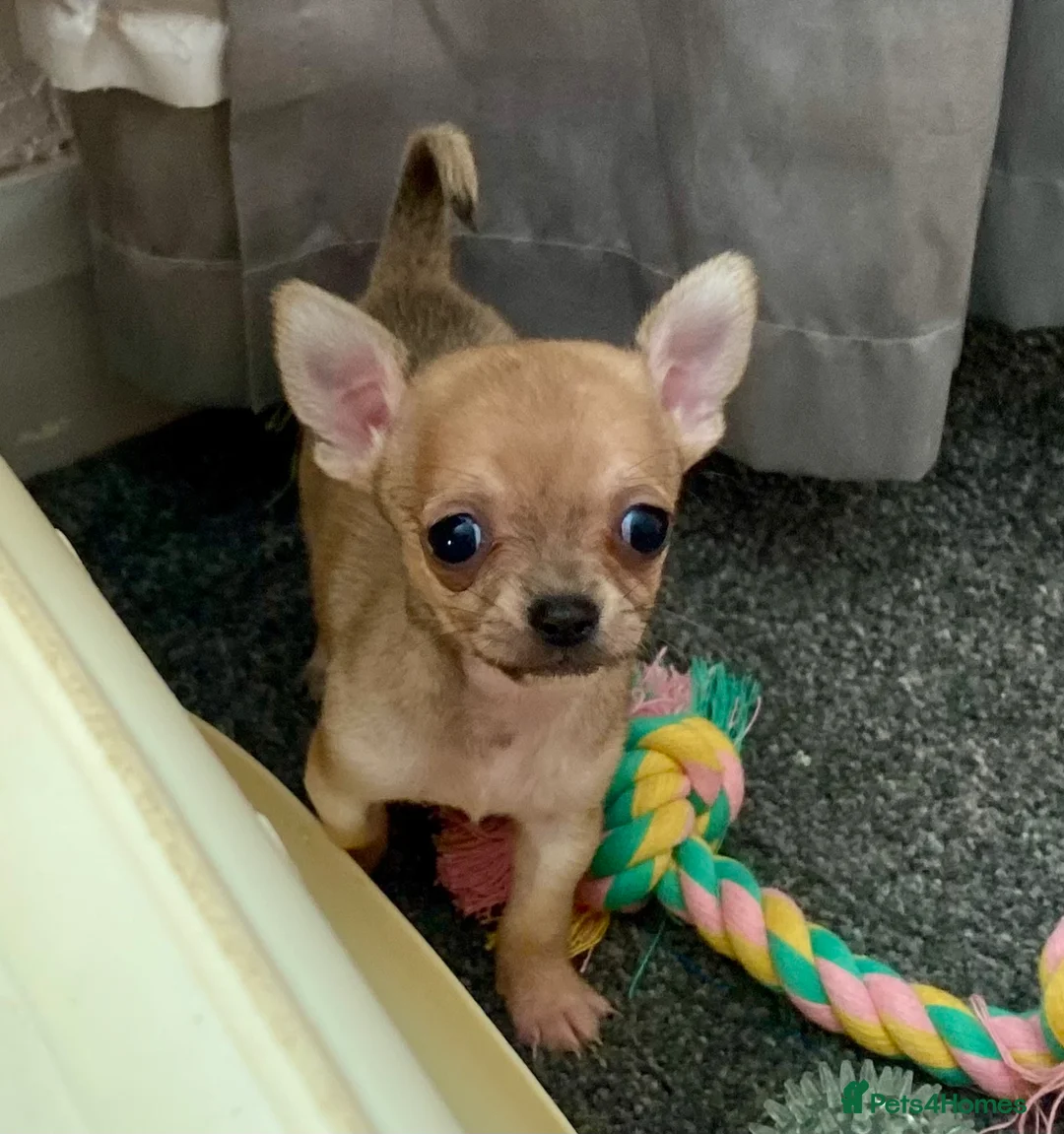 Chihuahua dogs for sale: Family pups ready may 24th  in Godstone - Advert 10