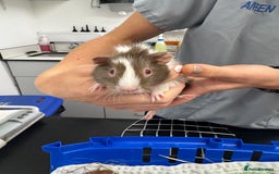 Guinea Pig rodents for sale: 3 bonded males 5 weeks old  - Image 10