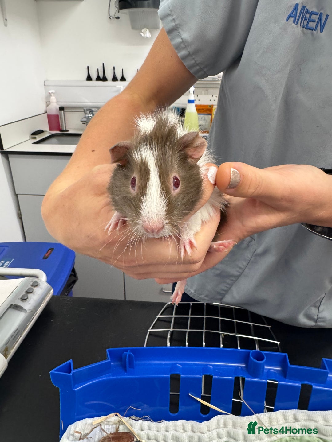 Guinea Pig rodents for sale: 3 bonded males 5 weeks old  - Image 10