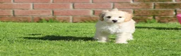 Cavapoochon dogs for sale: Beautiful Cavapoochon puppies for sale - Advert 32