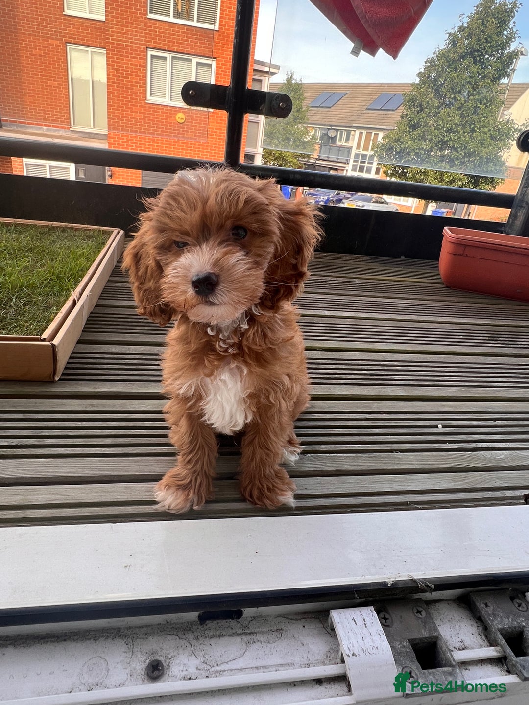 Mini Goldendoodle dogs for sale: 2-Year-Old Mini Goldendoodle  🐾 - Image 3