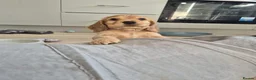Cocker Spaniel dogs for sale: ​Gorgeous Cocker Spaniel Puppies Sna health tested - Advert 8