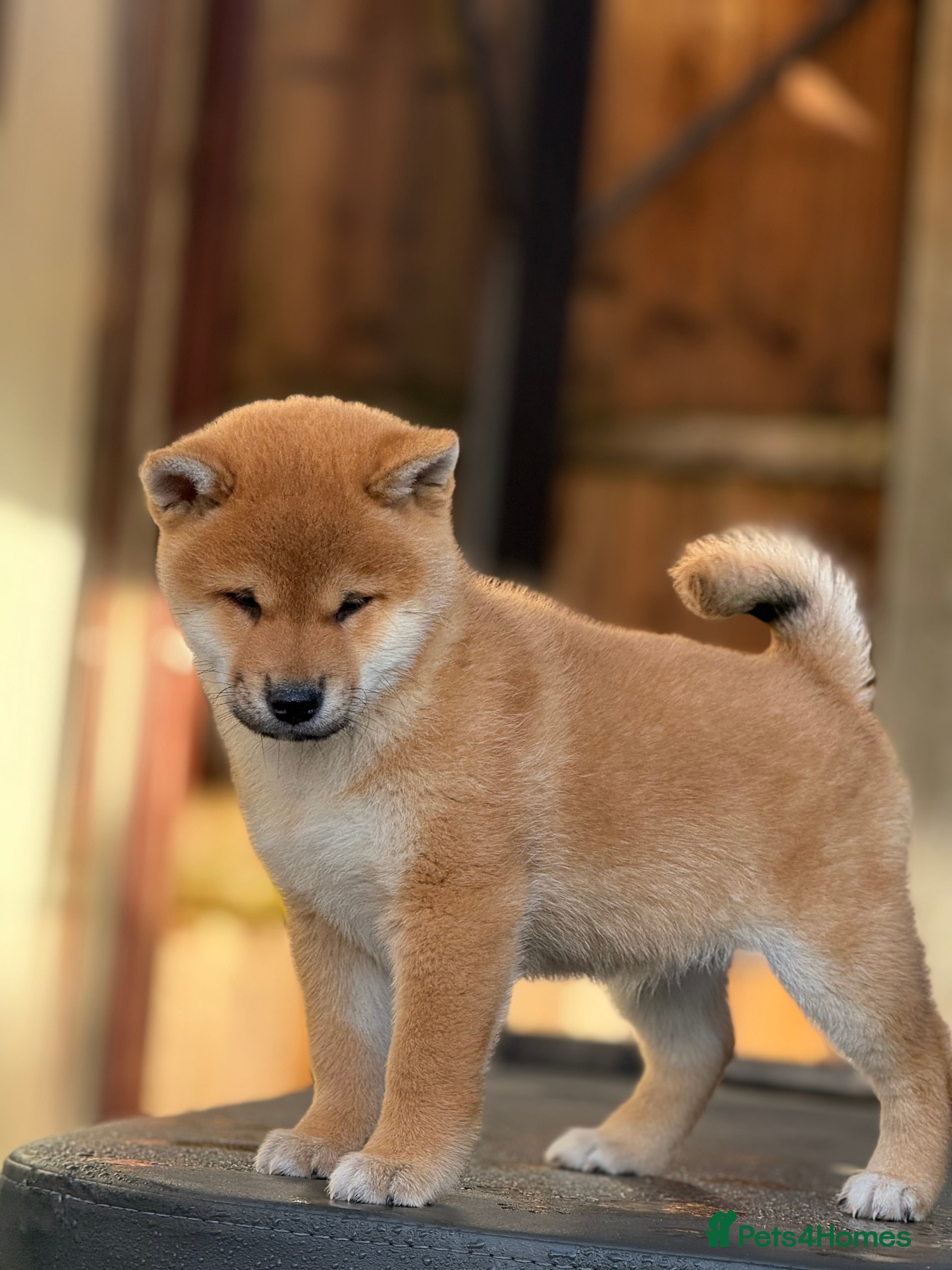 Japanese Shiba Inu dogs KC registered Clear DNA red Shiba Inu male puppy  - Advert 18