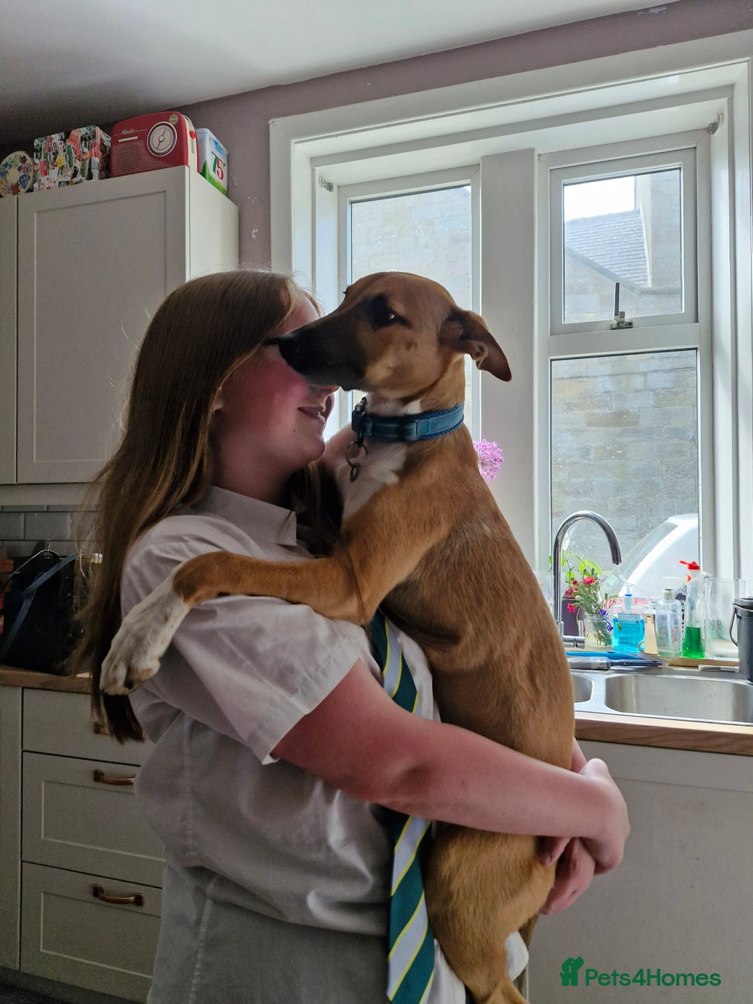 Lurcher dogs for sale: 8 month old Lurcher Puppy - Image 4
