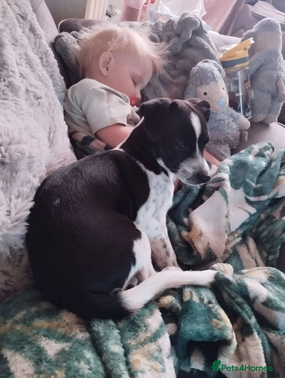 Jack Russell dogs for sale: Dobby- jack Russell  - Advert 2