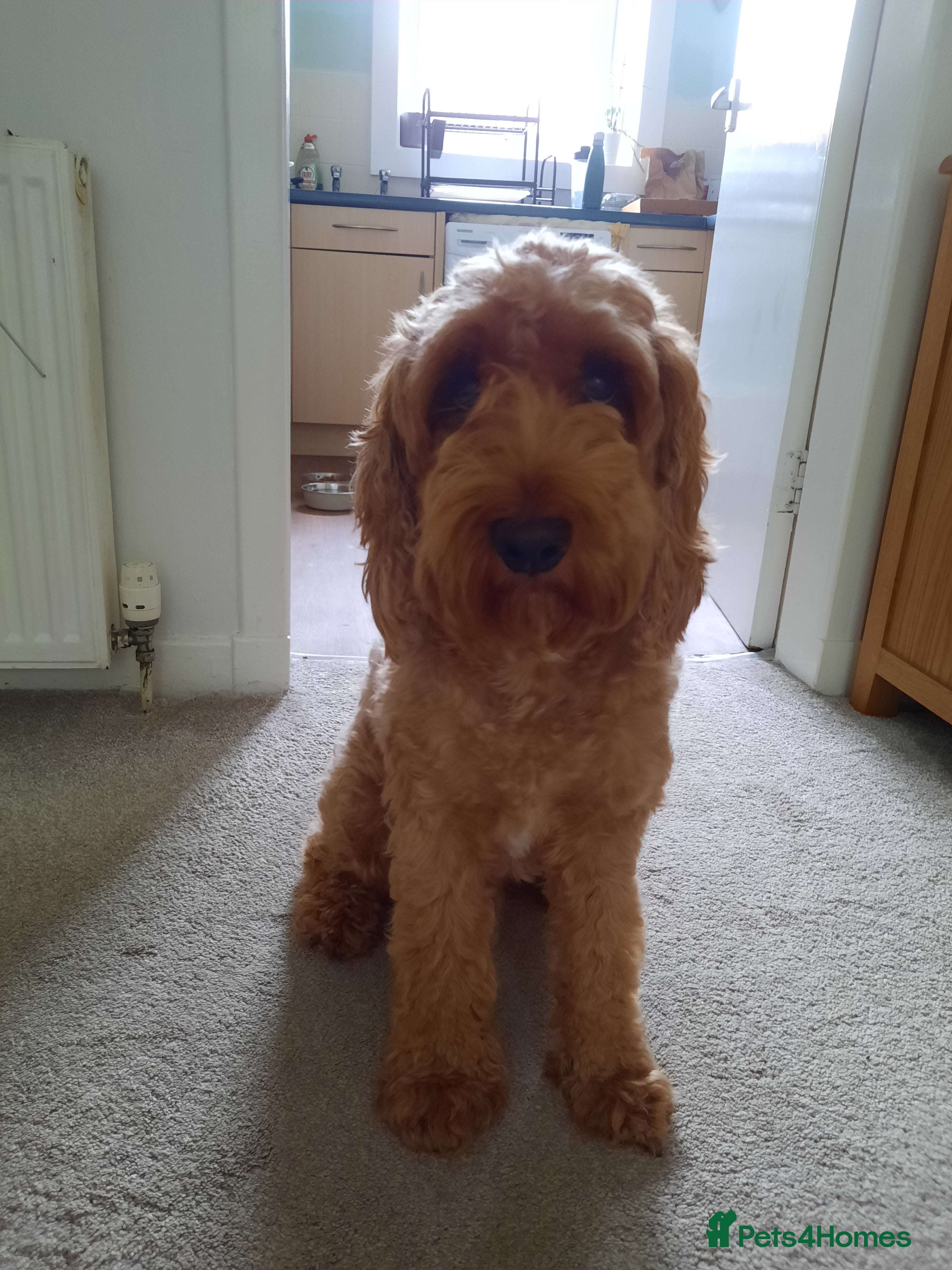 Cockapoo dogs Proven Cockapoo available for stud in Dalkeith - Advert 6
