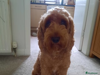 Cockapoo dogs in Dalkeith - Advert 2