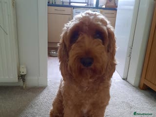 Cockapoo dogs Proven Cockapoo available for stud in Dalkeith - Advert 24