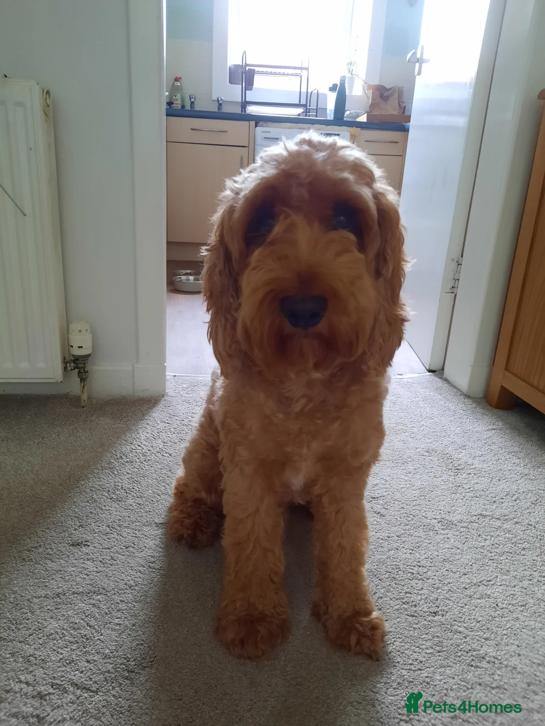 Cockapoo dogs for stud: Proven Cockapoo available for stud in Dalkeith - Advert 1