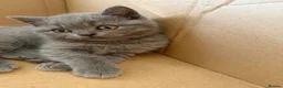 Scottish Fold cats for sale: Scottish Fold and Scottish straight kittens. - Advert 27