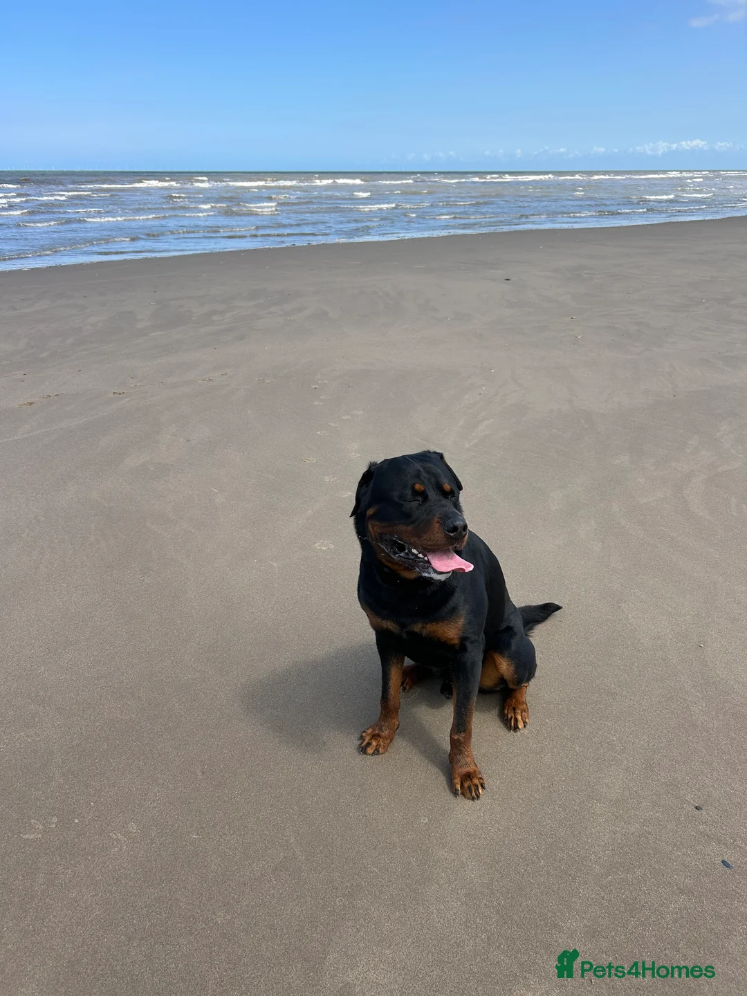Rottweiler dogs for sale: 2 year old male full German  - Advert 8