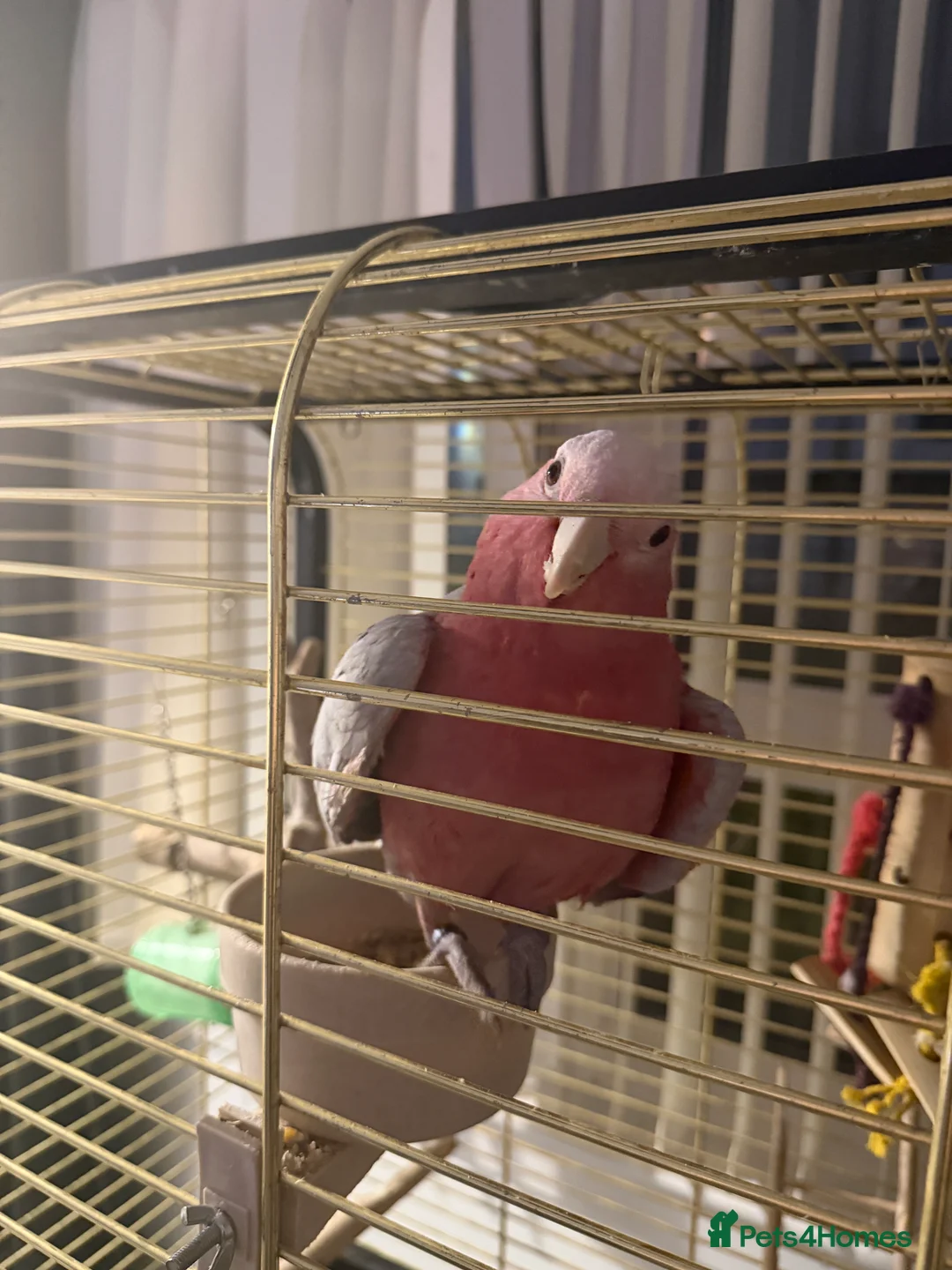 Cockatoo birds for sale: Male Galah cockatoo  in Glasgow - Advert 2