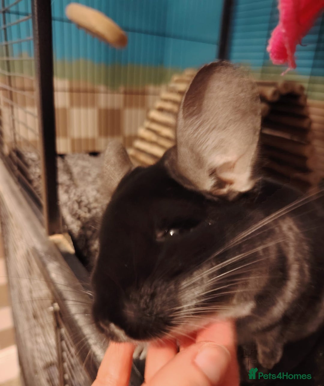 Chinchilla rodents for sale: Male Chinchilla For Sale with Cage - Advert 3