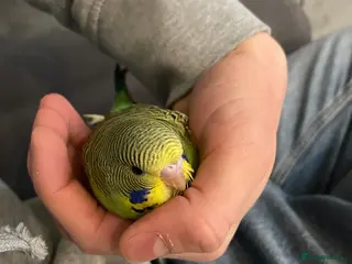 Budgerigars birds 2 hand tame young male budgies + cage - Advert 11