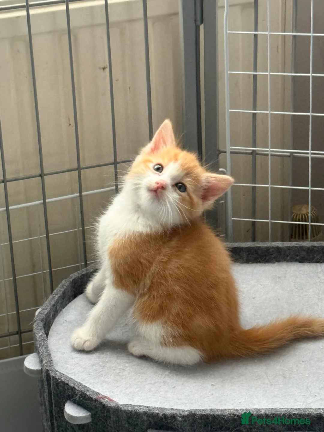 Mixed Breed cats for sale: Stunning ragdoll cross kittens  in Barking - Advert 15