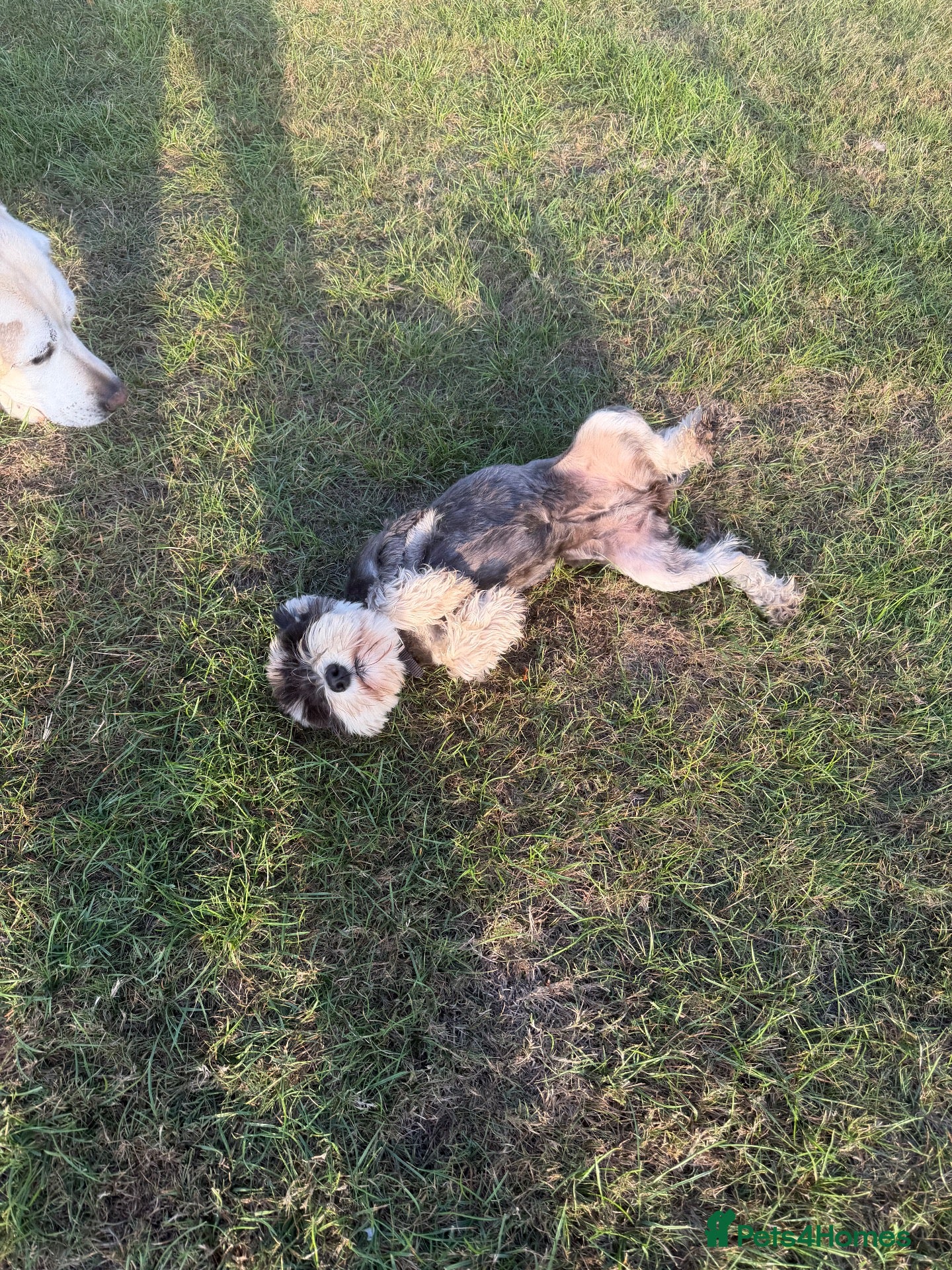 Miniature Schnauzer dogs KC Registered Miniature Schnauzers 🐶  - Advert 2