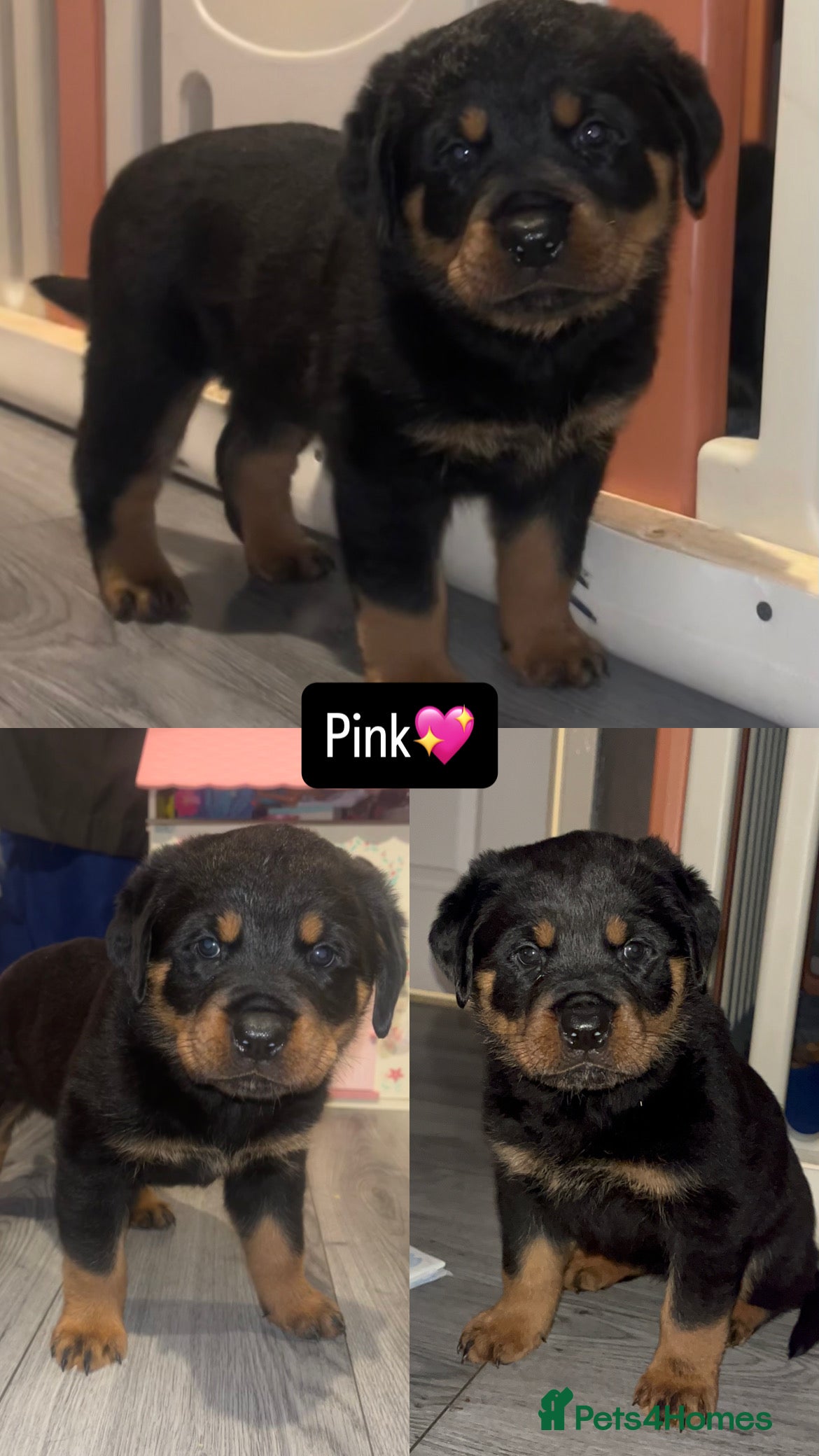 Rottweiler dogs LAST FEMALE ROTTWEILER PUPPY - Advert 6