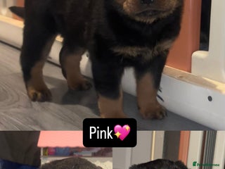 Rottweiler dogs LAST FEMALE ROTTWEILER PUPPY - Advert 6