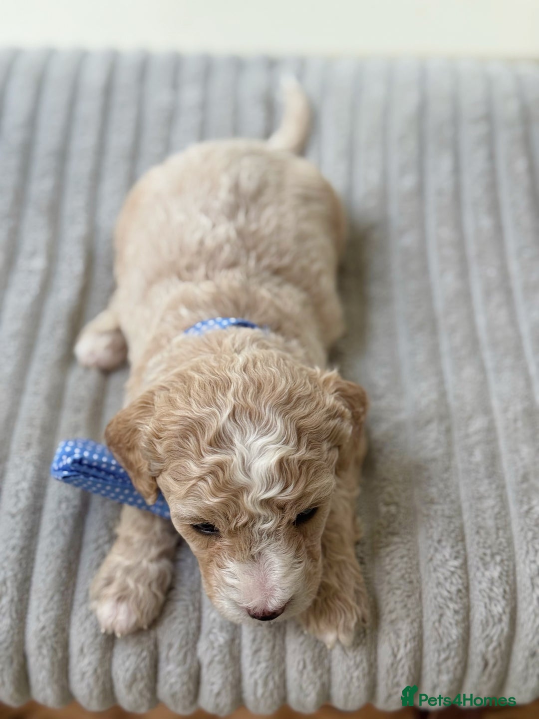 Cavapoochon dogs for sale: Cavapoochon puppies  - Image 6