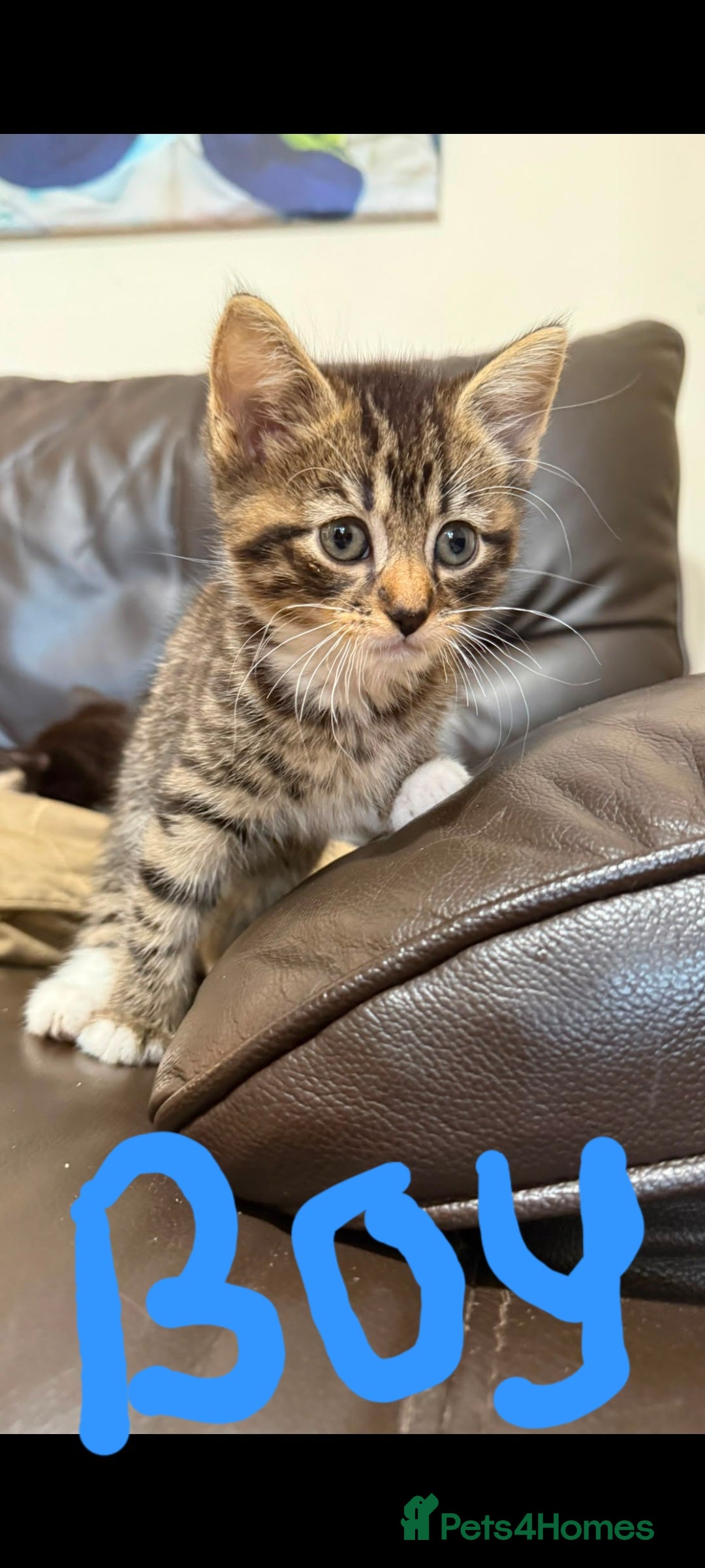British Shorthair cats 2 beautiful boy kittens - Advert 4