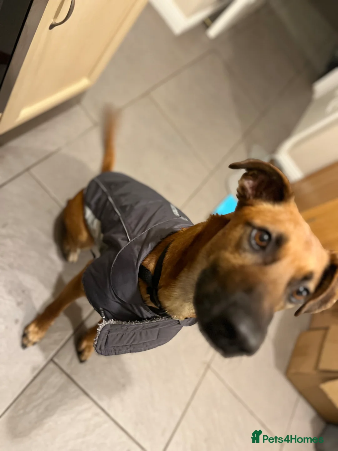 Mixed Breed dogs for sale: Chester (German shepherd mix) in Cannock - Advert 1