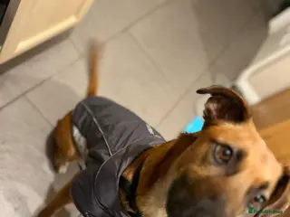 Mixed Breed dogs Chester (German shepherd mix) - Advert 1