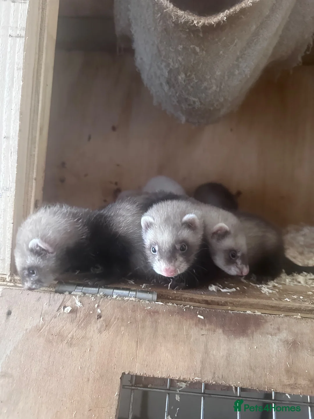 Ferret rodents for sale: Half micro semi angora kits - Advert 6